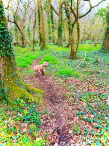 Woods2
