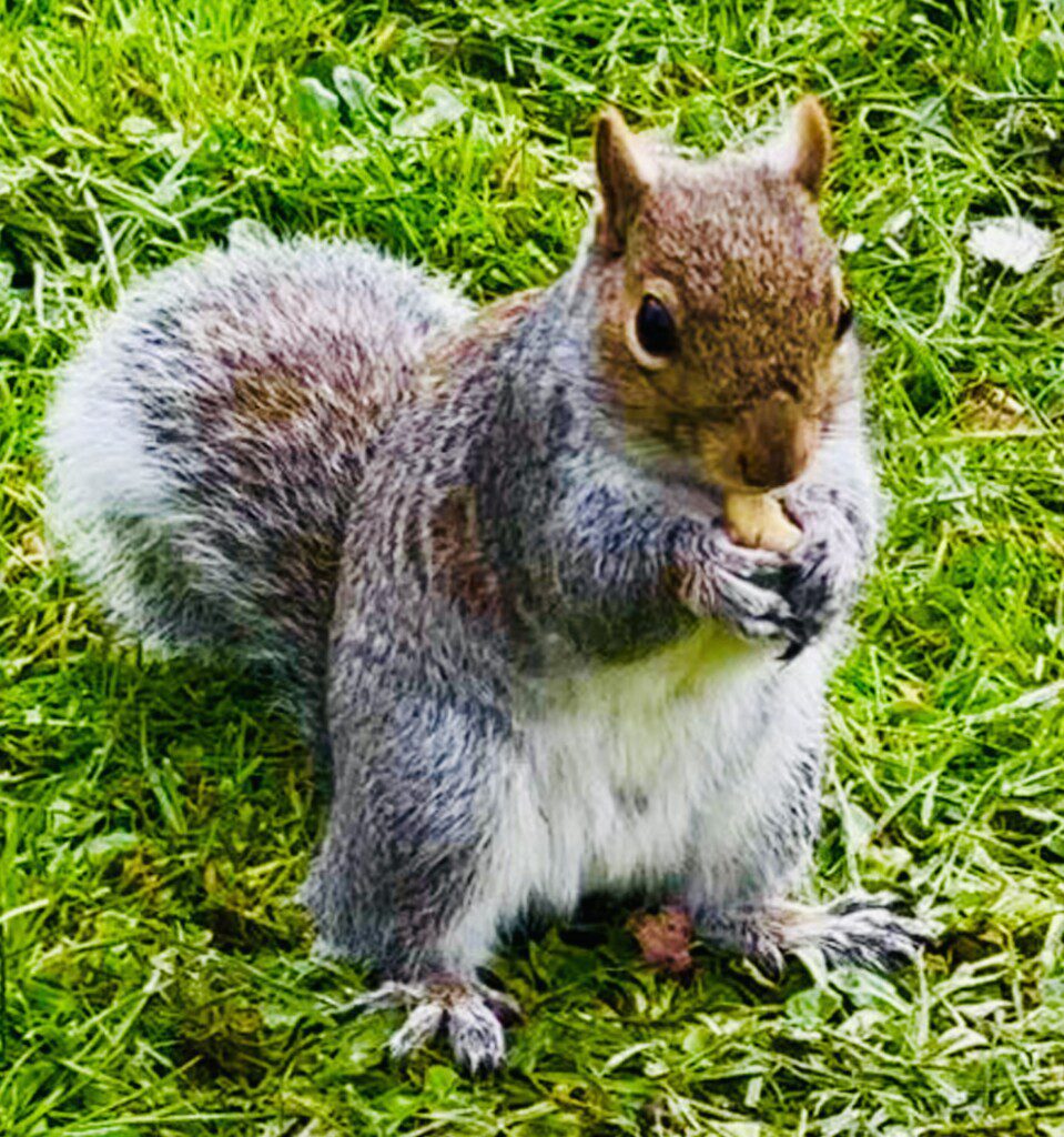 Squirrels 3 1